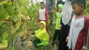 Mengisi liburan dengan memanen melon