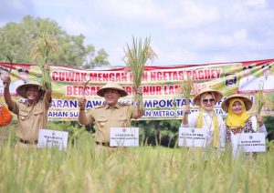 Panen Raya di Metro, Gubernur Arinal Bangkitkan Semangat Produktifitas Petani, dengan Lahan 2.880 hektare Hasilkan 47.000 Ton Padi