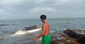 Kahadiran Ikan Paus gemparkan warga Pulau Sebesi