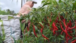 Dampak Corona Petani Cabai di Lambar Merana