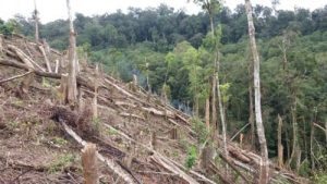 Penebangan dan Pembukaan Lahan Baru di Register 43 B Pekon Pajar Agung Belalau, Pihak Terkait Diminta Turun Lapangan