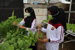 Dukung Program Ketahanan Pangan, Polresta Bandar Lampung Tanam Ratusan Tanaman Hidroponik