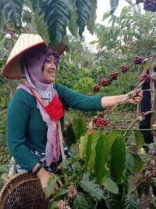 Melihat Semangat Petani Kopi Lambar, Ditengah Kondisi Pandemi Covid 19, dan Belum Berpihaknya Harga Jual