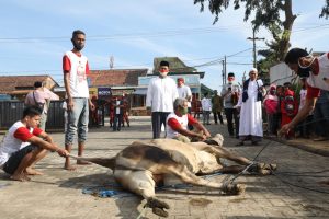 Bakal calon Walikota saksikan pemotongan hewan qurban
