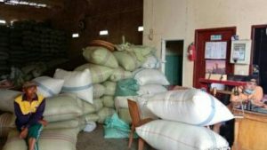 Kabar Petani, Harga Kopi Pekan Ini: Ungkap Masalah Harga Kopi yang Merundung Pekebun di Lambar
