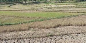 Petani Gagal Penen bisa Klaim Rp6 Juta per Ha, Ini Programnya, Bupati Parosil: Petani agar Memanfaatkan Program