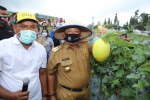 Wujudkan Lampung sebagai Lokomotif Pertanian Indonesia, Gubernur Arinal Panen Perdana Melon dan Semangka di Agrowisata Hortipark Pesawaran