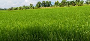 AUTP Menjadi Solusi Petani Hadapi Gagal Panen