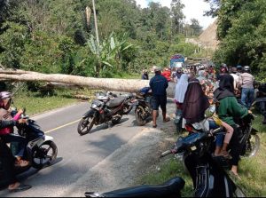 Jaringan Listrik rusak akibat tertimpa pohon Besar