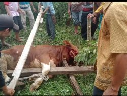 Perayaan Idul Adha 1442 Hijriah, warga Sampot, dan Padang Cahya melakukan pemotongan Herwan Kurban Sapi dan kambing