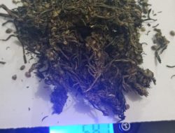 Kirim Paket Ganja Melalui Jasa Pengiriman, Dua Orang Tersangka Diamankan Sat Narkoba Polres Lambar