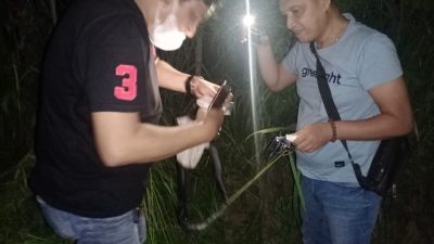 Unit Reskrim Polsek Panjang Temukan Senjata Api Rakitan Jenis Pistol