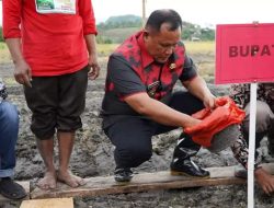 Dinas Tanaman Pangan, Holtikultura Dan Perkebunan Lampung Selatan Gelar Acara Gertak Tanam Bawang Merah Di Kecamatan Ketapang