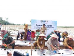 Gubernur Arinal Melakukan Gerakan Tanam Cabai di Kabupaten Pesawaran