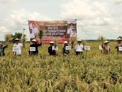 DKPTPH Provinsi Lampung Lakukan Panen Rata di Desa Untoro Kecamatan Trimurjo Lampung Tengah