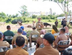 Pemkab Pesisir Barat Sediakan 20 ekor Hewan Qurban Pada Hari Raya Idul Adha 1444 H Tahun 2023.