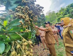 Potensi Sentra Kelengkeng di Lamtim: Gubernur Arinal Dorong Dukungan Berbagai Pihak