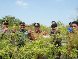 Bupati Lampung Selatan Bersama Forkompimda Tanam Bawang Sekaligus Panen Semangka di Kebun Edukasi