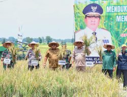 Gubernur Arinal Djunaidi Lakukan Panen Raya Padi di Kabupaten Lampung Tengah