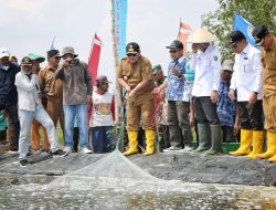 Panen Udang Di Tulang Bawang, Gubernur Arinal Dorong Pertambakan Udang di Lampung Bangkit dan Berjaya Kembali