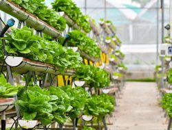 PEMKOT BANDAR LAMPUNG AJAK WARGA LAKUKAN PERTANIAN PERKOTAAN JAGA KETAHANAN PANGAN