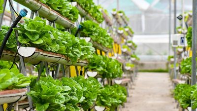 PEMKOT BANDAR LAMPUNG AJAK WARGA LAKUKAN PERTANIAN PERKOTAAN JAGA KETAHANAN PANGAN