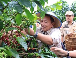 Panen Kopi Arabika Sekincau. Gubernur Lampung: Sistem Pagar Dongkrak Produktivitas dan Kesejahteraan Petani