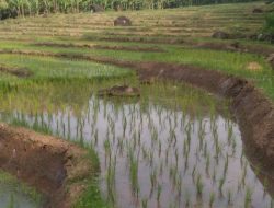 Petani Menjerit Musim Penghujan Datang Pupukpun Menghilang