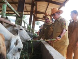 Berkomitmen Menjaga Ketahanan Pangan di Provinsi Lampung, Pj. Gubernur Samsudin Dorong Peningkatan Pembibitan Ternak Sapi
