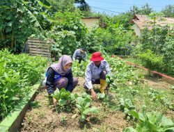 Transformasi Hijau Pertamina: Lahan Bekas Galian Jadi Sumber Pangan dan Produk UMKM