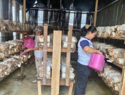 Pertamina Kembangkan Keterampilan WBP LPP Kelas II Bengkulu Melalui Budidaya Jamur Tiram