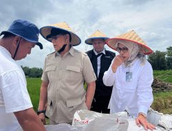 Perum Bulog Lampung Terealisasi Melebihi Target Penyerapan Gabah