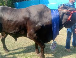 Walikota Eva Dwiana Salurkan 93 Hewan Qurban