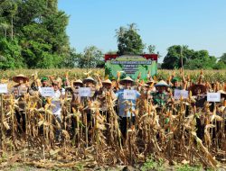 Gelar Panen Raya, Pemkab Lampung Selatan Dukung Swasembada Jagung Nasional