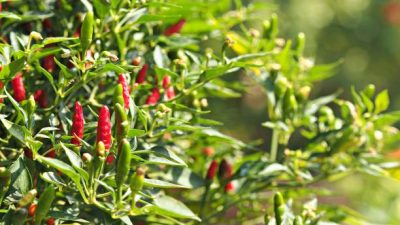 Pemkot Bandar Lampung Dorong Ketahanan Pangan Lewat Program Tanam Cabai