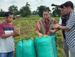 Capaian pengadaan gabah Bulog Kanwil Lampung diawal 2026 telah mencapai 101 ribu ton GKP