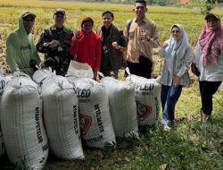 Perum BULOG Lampung Serap Harga Gabah Petani Untuk Menjaga Ketahanan Pangang