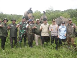 Pemerintah Bangun Pembatas 138 Km di Way Kambas, Solusi Permanen Konflik Gajah dan Manusia