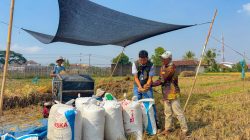 BULOG Lampung Catat Pertumbuhan Pengadaan 19,13 Persen, Kontribusi Nasional Capai 6 Persen