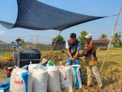 BULOG Lampung Catat Pertumbuhan Pengadaan 19,13 Persen, Kontribusi Nasional Capai 6 Persen