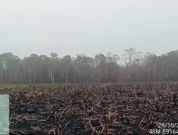 Hujan Bantu Padamkan Karhutla di Way Kambas, Pemprov Lampung Lanjutkan Pemantauan